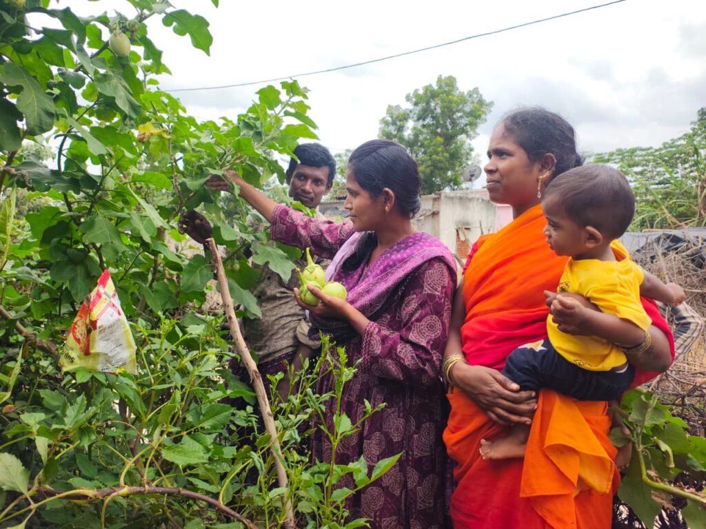Bio-Intensive Gardening and Nutri Garden Initiative (2)