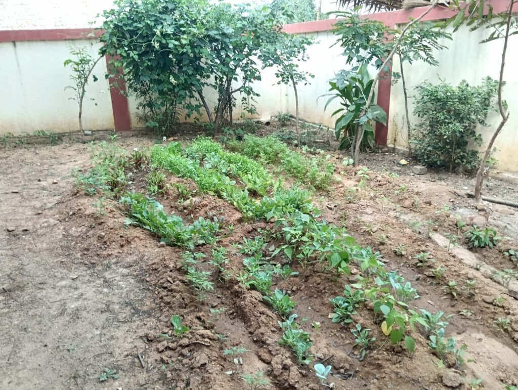 Bio-Intensive Gardening and Nutri Garden Initiative (3)