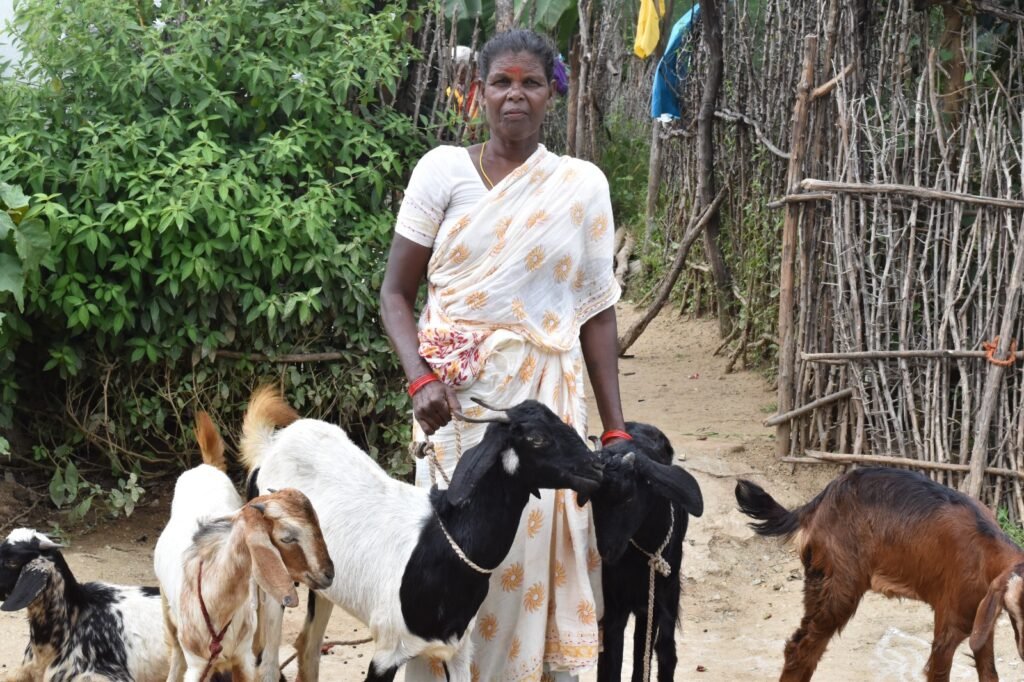 Distribution of goats to poor Women