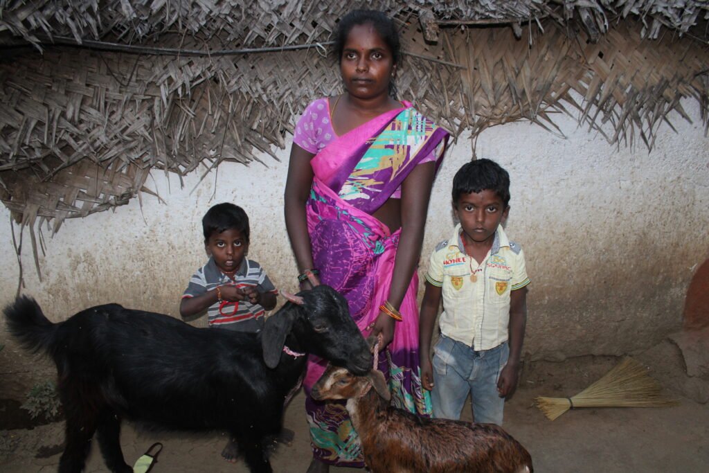 Goats Distribution