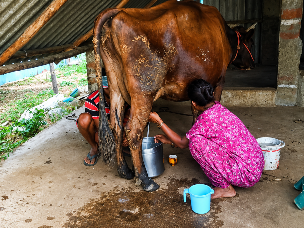 Milch Animal Distribution
