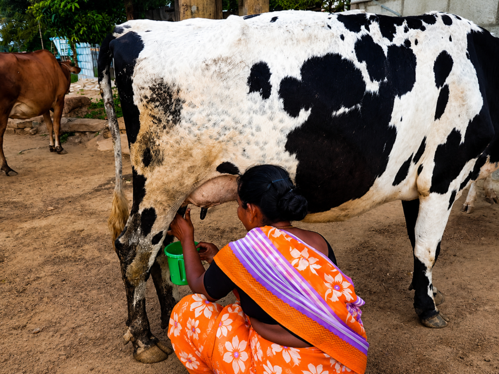 Milch animals Distribution